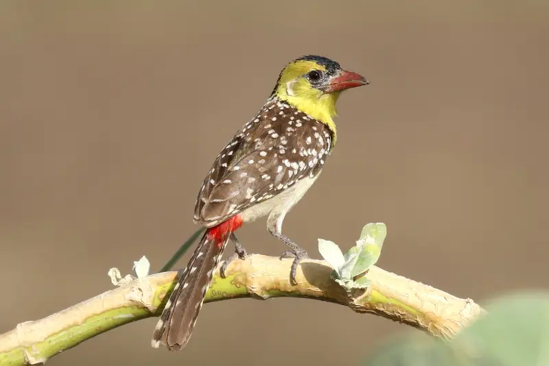 Photo of Yellow-breasted Barbet in Thailand
