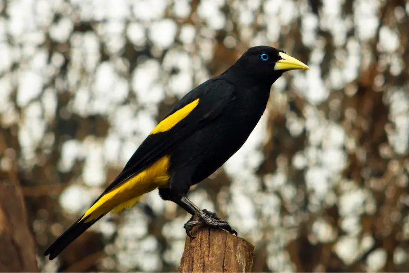Photo of Yellow-rumped Cacique