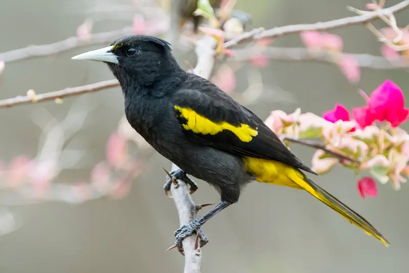 Photo of Yellow-winged Cacique