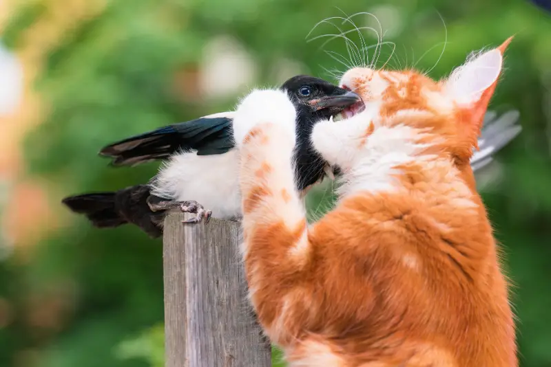 Photo of cat stalking a magpie nestling