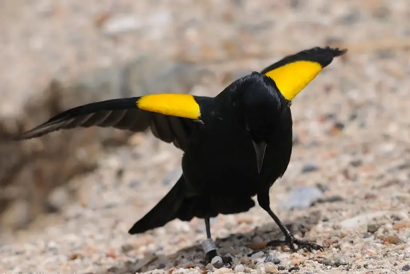 Photo of yellow-shouldered Blackbird