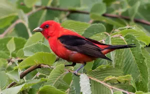 Red birds with black wings