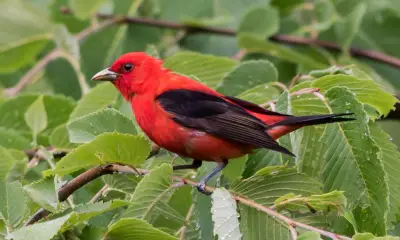 Red birds with black wings