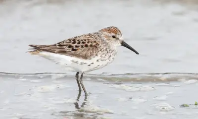 Sandpipers in Florida