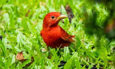 Small red birds