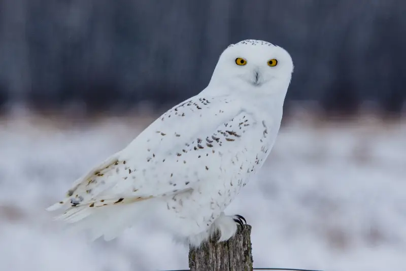 Snowy Owl adult male