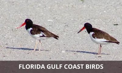 Types of Florida Gulf Coast birds