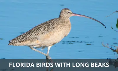 Types of Florida birds with long beaks