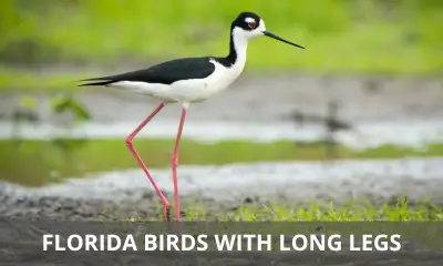 Types of Florida birds with long legs