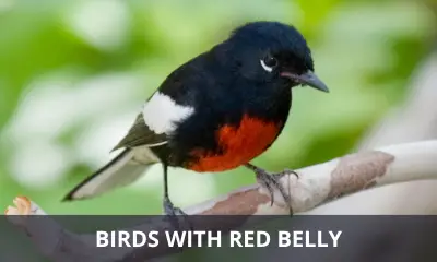Types of birds with red belly
