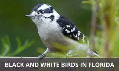Types of black and white birds in Florida