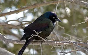 Types of black birds
