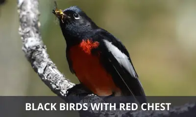 Types of black birds with red chest