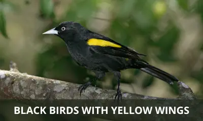 Types of black birds with yellow wings