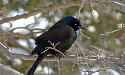 Types of black birds