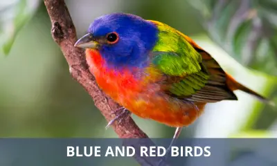 Types of blue and red birds