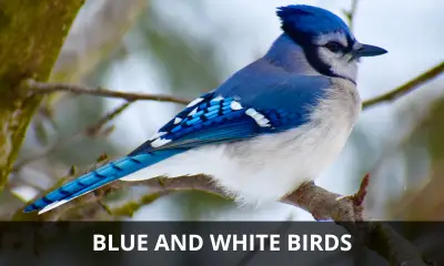 Types of blue and white birds