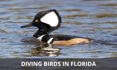 Types of diving birds in Florida