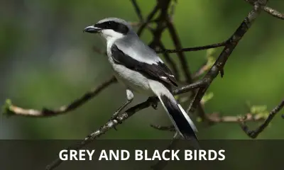 Types of grey and black birds
