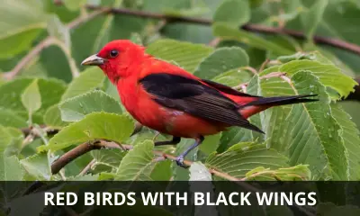 Types of red birds with black wings