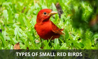 Types of small red birds