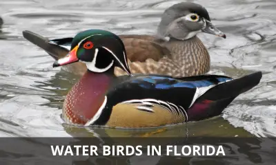 Types of water birds in Florida