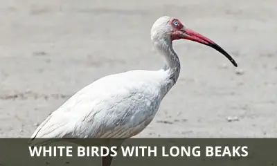 Types of white birds with long beaks