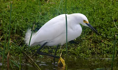 Types of white birds