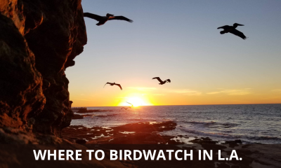 Where to birdwatch in LA
