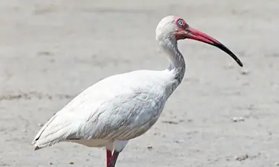 White birds with long beaks