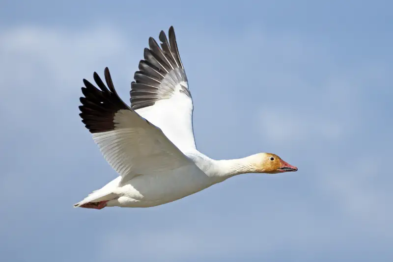 Photo of Snow Goose in flight