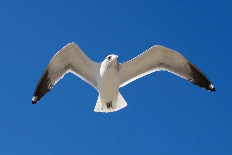 Photo of California Gull in flight