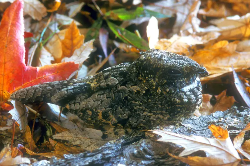 Photo of Common Poorwill perched on the ground