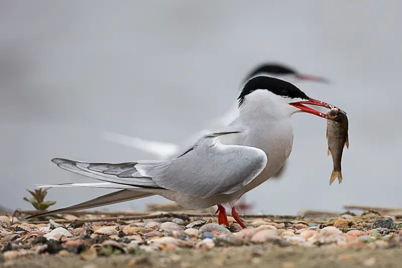 Photo of Common Tern in breeding plumage