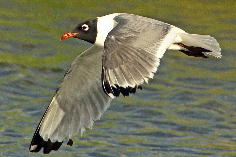 Photo of Franklin's Gull in flight