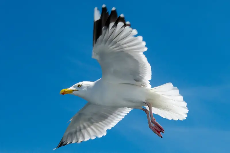 Photo of Herring Gull in flight