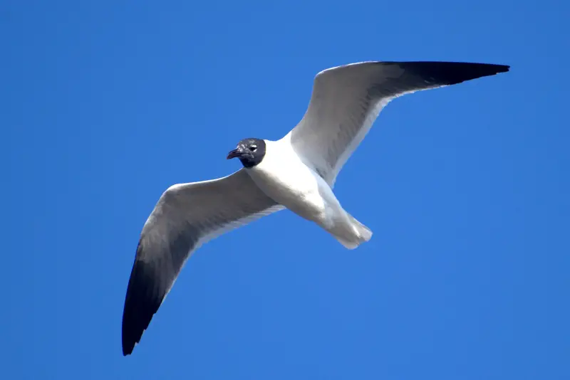 Photo of Laughing Gull in flight