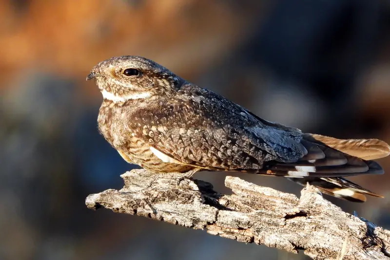 Photo of Lesser Nighthawk perched on a branch