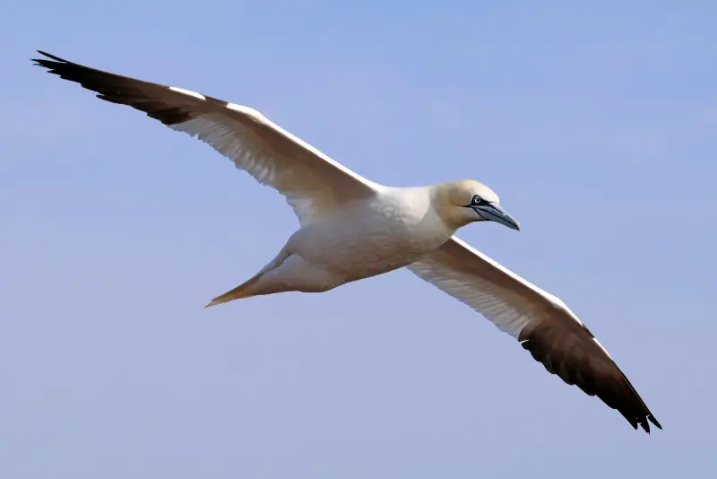 Photo of Northern Gannet in flight