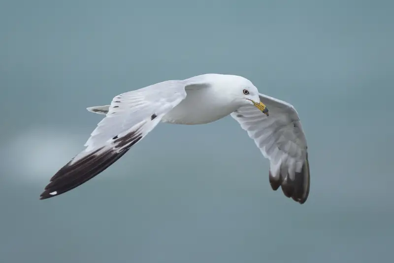 Photo of Ring-billed Gull in flight