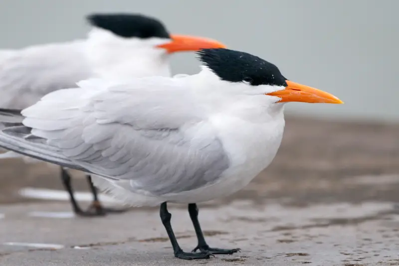 Photo of Royal Tern adult in breeding plumage