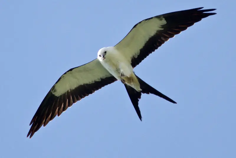Photo of Swallow-tailed Kite in flight