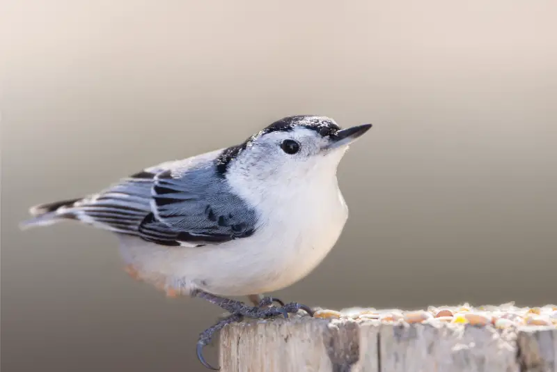 Photo of White-breasted Nuthatch adult