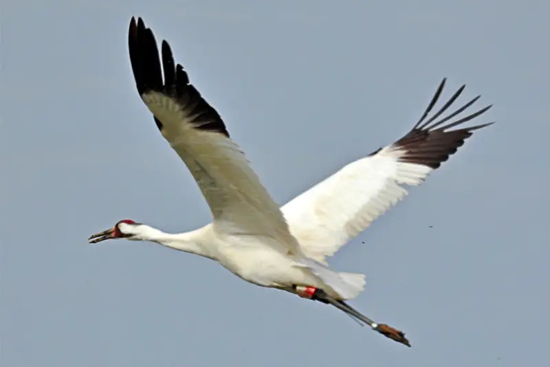 Photo of Whooping Crane in flight