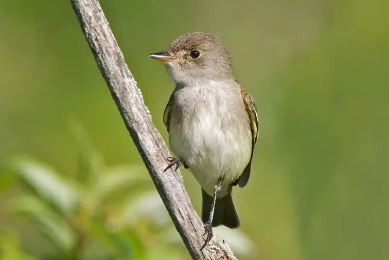 Photo of Willow Flycatcher adult