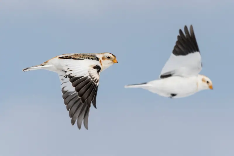 Photo of two Snow buntings in flight