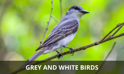 Types of grey and white birds