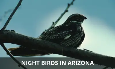 Types of night birds in Arizona