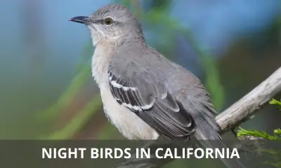 Types of night birds in California