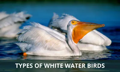 Types of white water birds